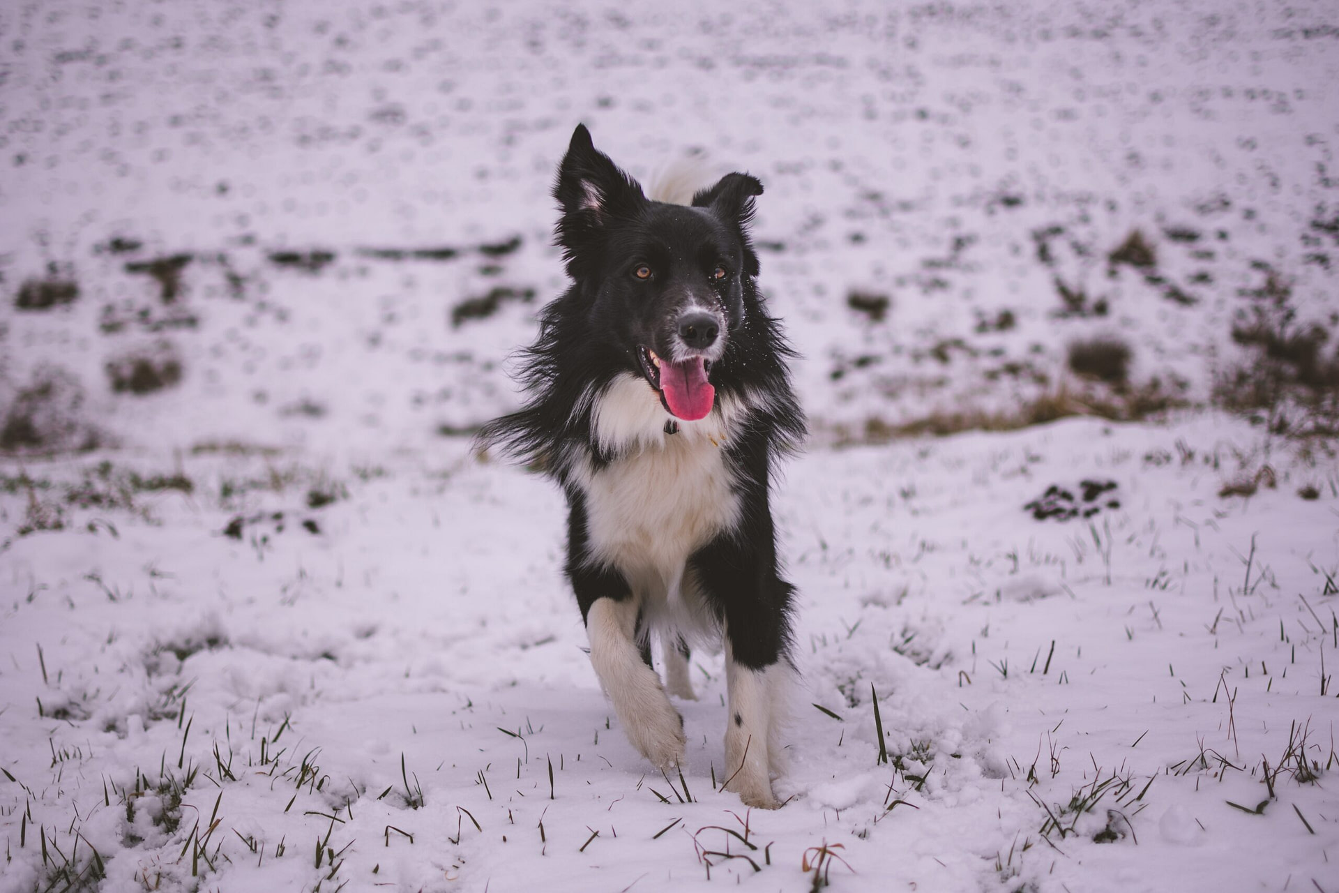 Why My Dog’s Tongue is Cold? Slimy Truth About Your Dog?